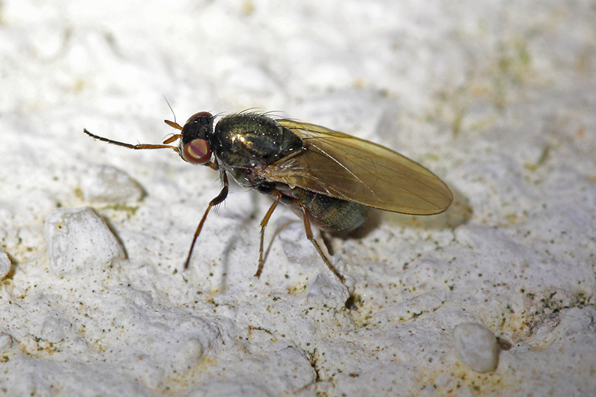 Calliopum cf. simillimum (Lauxaniidae)